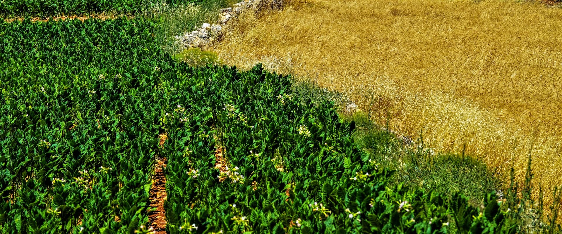 Aerial view of farmland