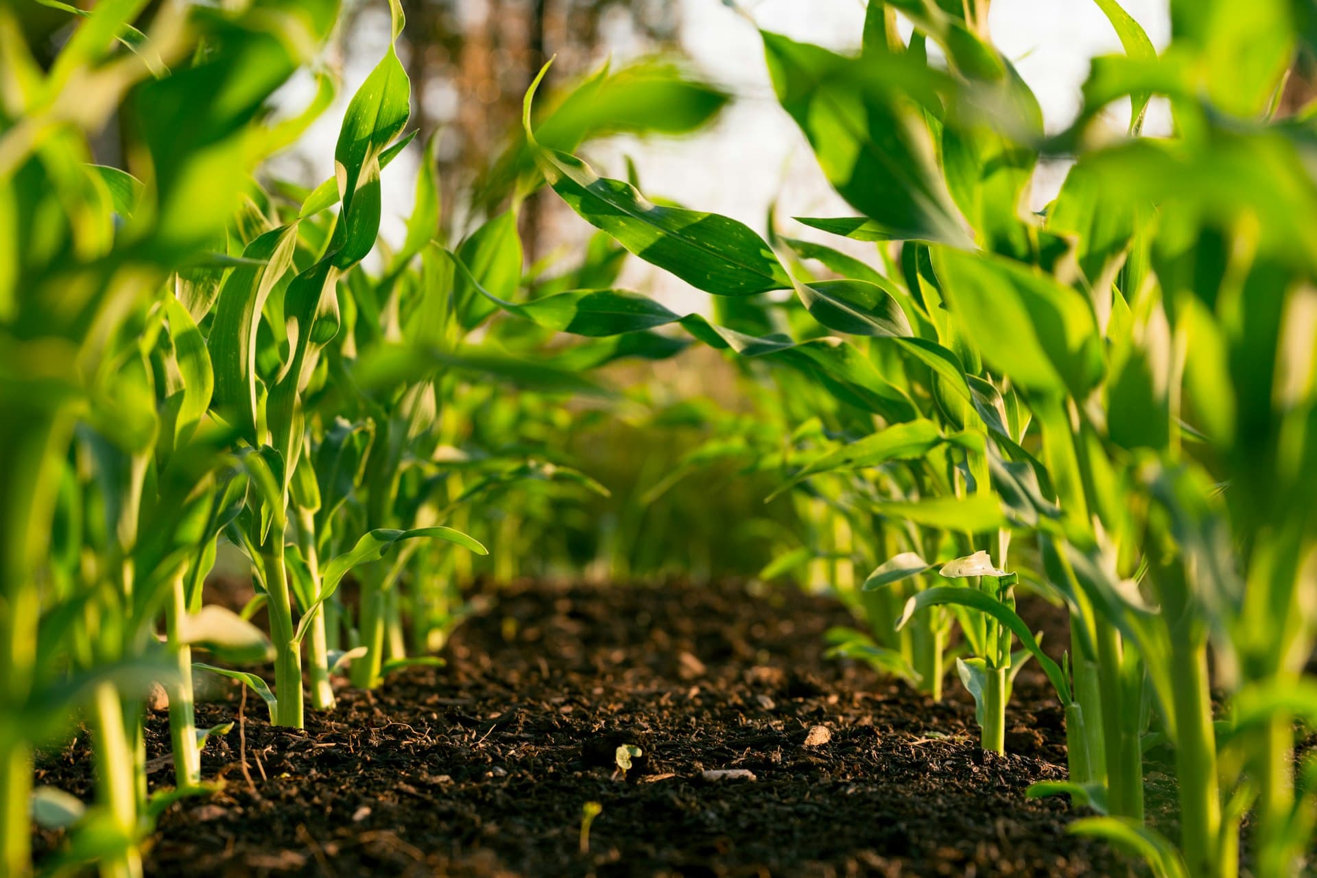 Young crop rows